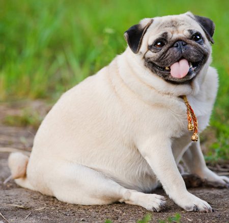 Obésité du chien : que faire ?