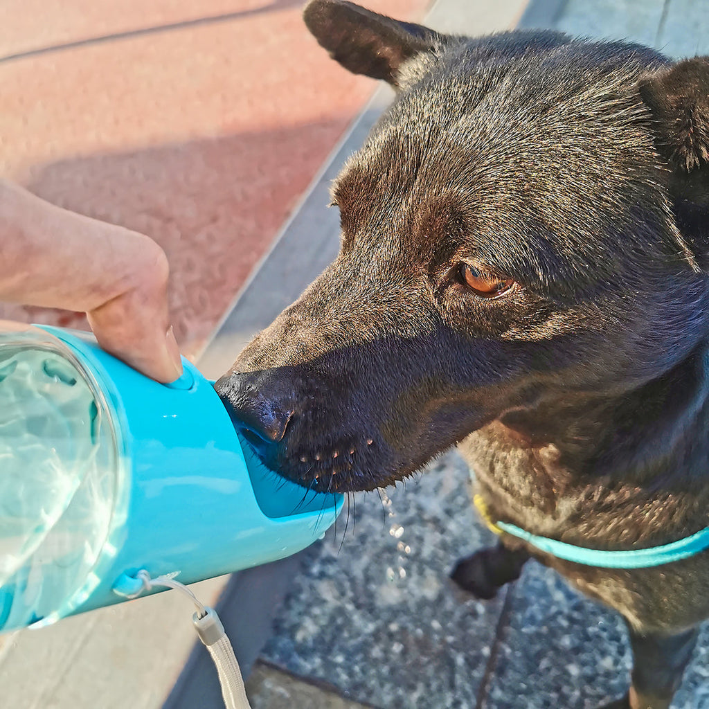 Bouteille d'eau portable pour chien - CanineConfort™