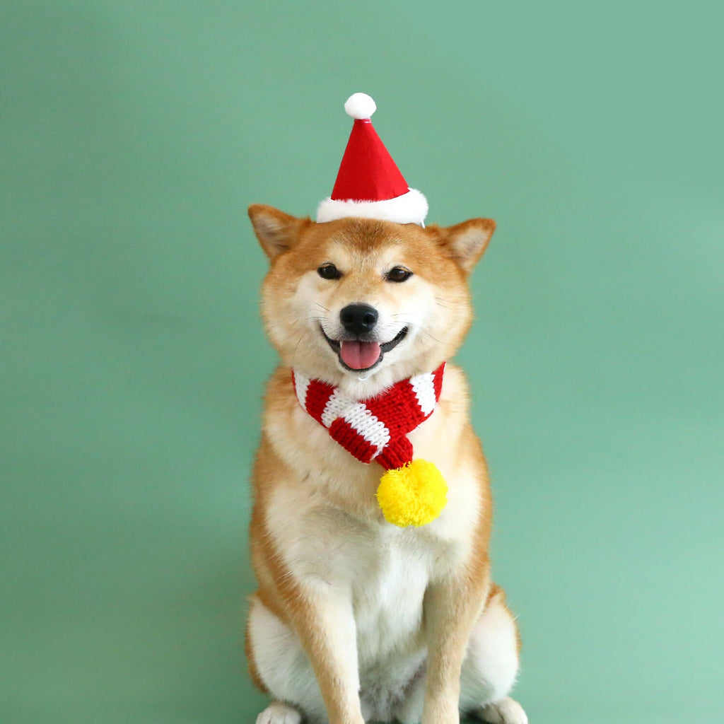 Ensemble de Jeux de Noël pour Chien avec Bonnet, Écharpe et Jouet - CanineConfort™